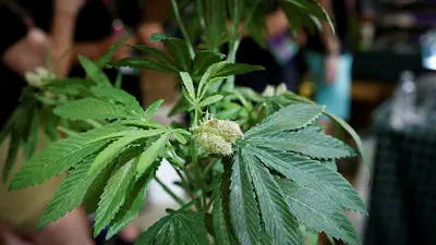 Trump se declara partidario de legalizar el consumo de marihuana para adultos en Florida Trump se declara partidario de legalizar el consumo de marihuana para adultos en Florida