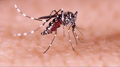Dengue. Dengue.