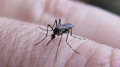 Se conoció el origen del mosquito que transmite el dengue Se conoció el origen del mosquito que transmite el dengue