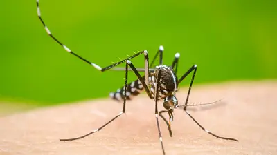 Confirmaron el primer caso de dengue autóctono en la Ciudad de Buenos Aires Confirmaron el primer caso de dengue autóctono en la Ciudad de Buenos Aires