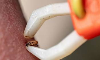 Si tenés esta planta, puede haber garrapatas en tu jardín | Animales