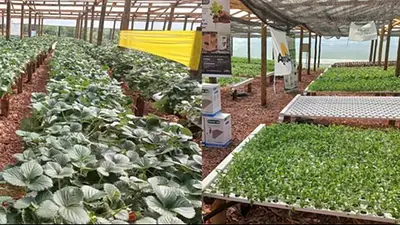 Formosa presentó sus avances agrícolas en el 42° Congreso Nacional de Horticultura Formosa presentó sus avances agrícolas en el 42° Congreso Nacional de Horticultura