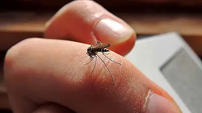 El contagio del dengue se produce a través de la picadura El contagio del dengue se produce a través de la picadura