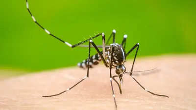 Dengue: La Rioja reportó su segundo caso autóctono y las autoridades provinciales refuerzan las medidas preventivas Dengue: La Rioja reportó su segundo caso autóctono y las autoridades provinciales refuerzan las medidas preventivas