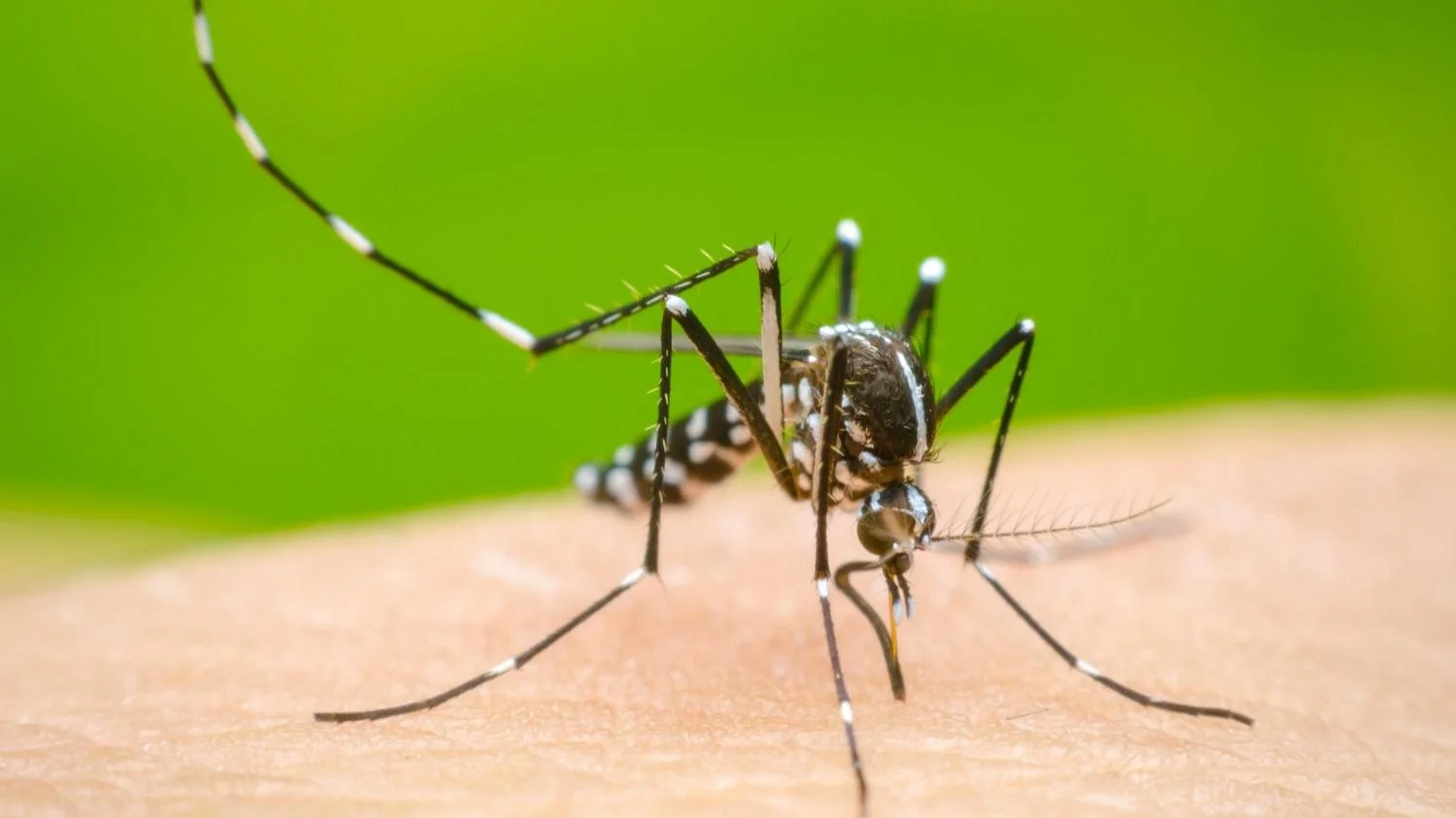 Fotografía del mosquito de que transmite el dengue