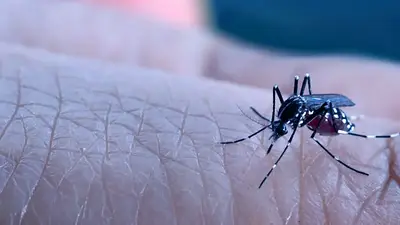 Dengue. Dengue.