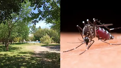 Prevención del dengue: cómo la IA y el Estado pueden salvar vidas Prevención del dengue: cómo la IA y el Estado pueden salvar vidas