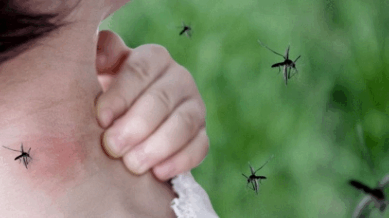 Muchos mosquitos desde octubre y resistentes a insecticidas pero no todos con la enfermedad: cómo será el dengue en el verano 2025 | El Destape