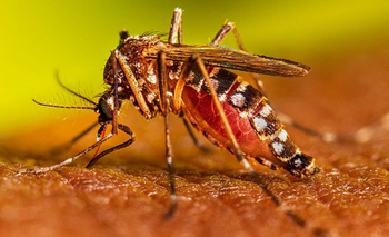 Dengue en Buenos Aires: se expande la resistencia de los mosquitos a los insecticidas | Salud