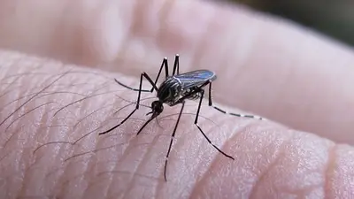 En medio del alerta por dengue, los repelentes sufren aumentos del 50% En medio del alerta por dengue, los repelentes sufren aumentos del 50%