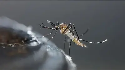 Dengue. Dengue.