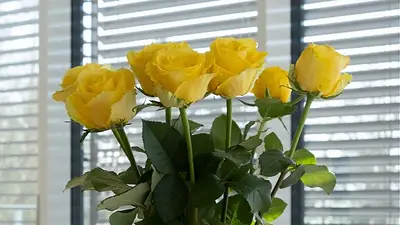 Día de la primavera Día de la primavera