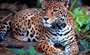Abrieron las votaciones para nombrar al yaguareté de la Reserva Natural | Yaguareté