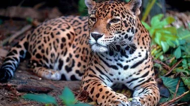 Se abrieron las votaciones para nombrar al yaguareté de la Reserva Natural Formosa: todos los detalles