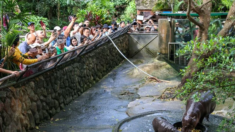 Una bebé hipopótamo tailandesa estrella de internet atrae a miles de personas a su zoológico