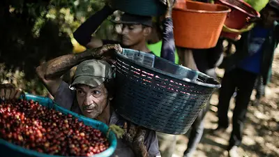 Costa Rica proyecta alza del 5,6% en cosecha de café 2024-25 pese a entorno adverso Costa Rica proyecta alza del 5,6% en cosecha de café 2024-25 pese a entorno adverso