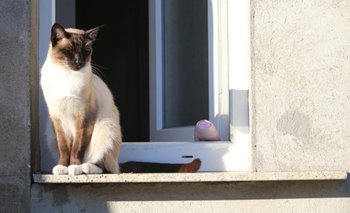 Revelaron a dónde van los gatos cuando salen de casa | Ciencia 