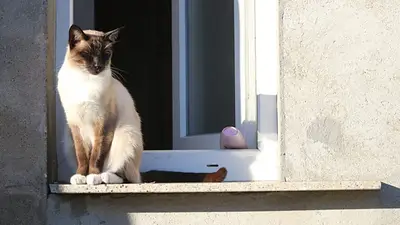 Gato en una ventana Gato en una ventana