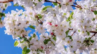 Primavera Primavera