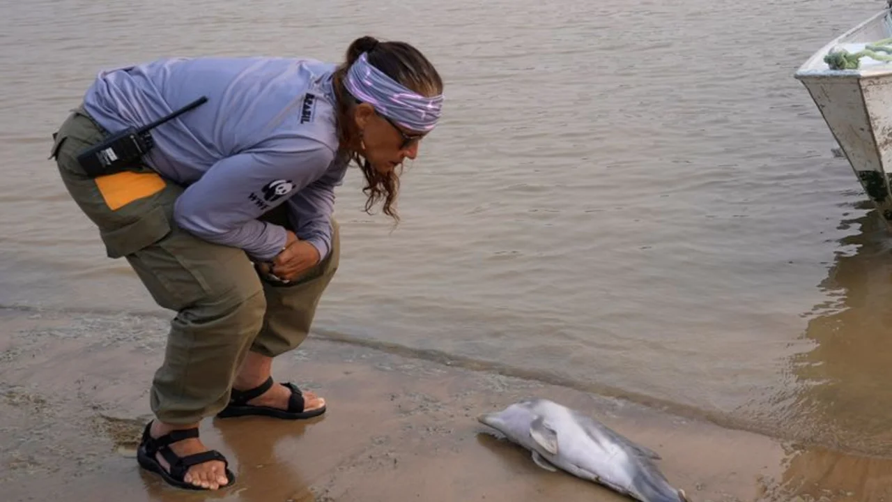 Delfines mueren en un lago del Amazonas poco profundo por la sequía