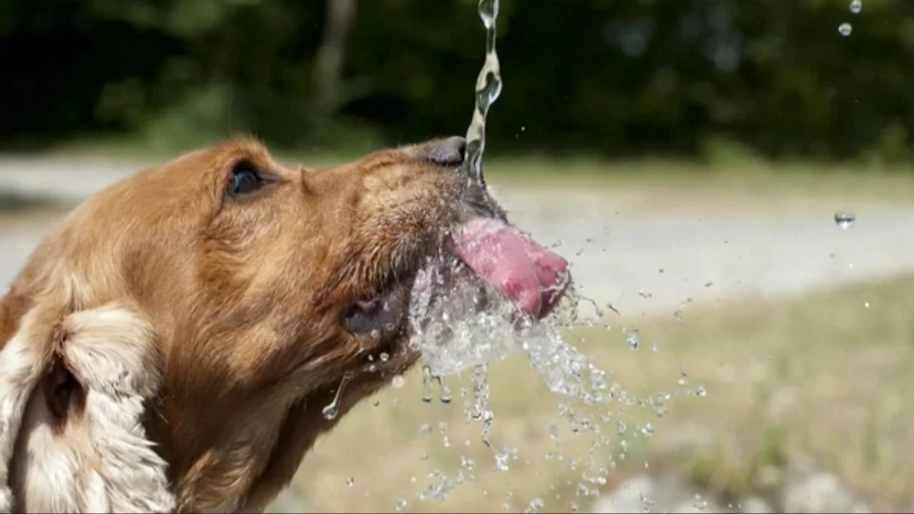 Perro tomando agua