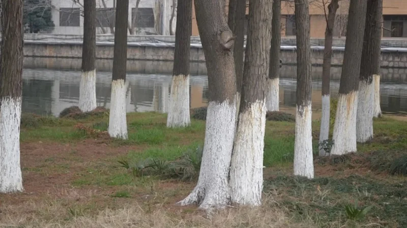 Árboles blancos.