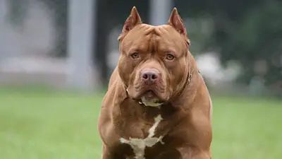 Un pitbull es protagonista de un nuevo episodio violento. (Imagen ilustrativa) Un pitbull es protagonista de un nuevo episodio violento. (Imagen ilustrativa)