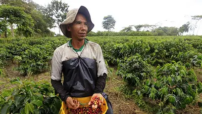 Colombia espera cosecha de 13 millones de sacos de café para el 2024 Colombia espera cosecha de 13 millones de sacos de café para el 2024