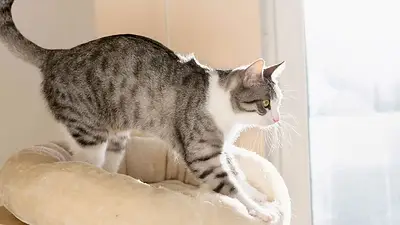 Gato amasando. Gato amasando.