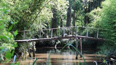 Escapada de fin de semana en pareja por Buenos Aires: los 4 mejores bosques para visitar y descansar
