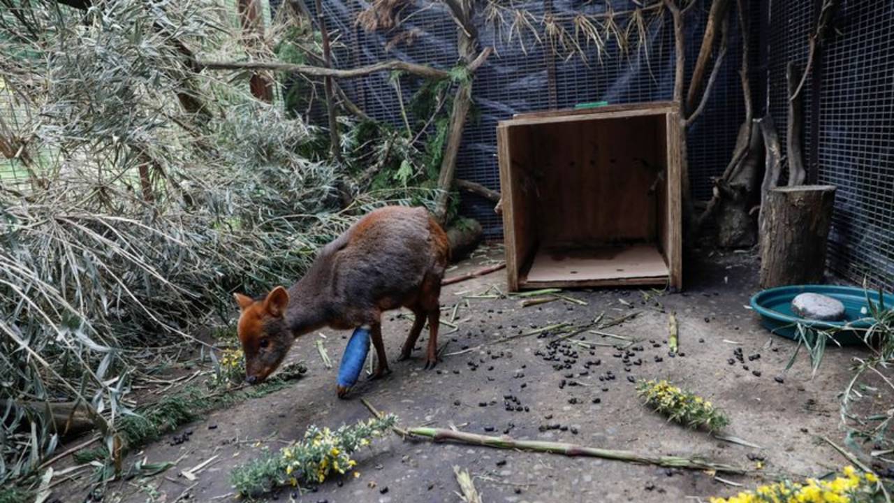 El pudú chileno enfrenta riesgo creciente en sureña región de Chiloé