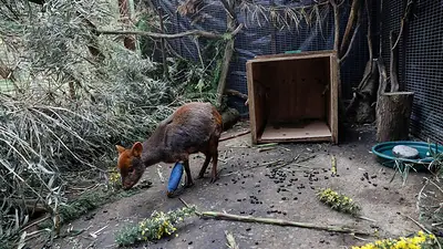El pudú chileno enfrenta riesgo creciente en sureña región de Chiloé El pudú chileno enfrenta riesgo creciente en sureña región de Chiloé