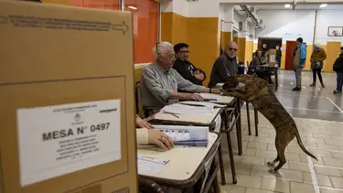 ¿Se puede ir a votar con un perro en las elecciones 2025?