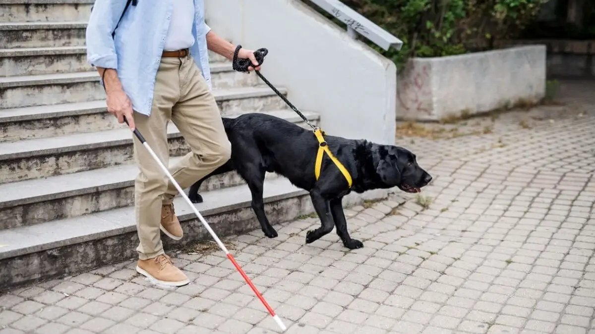 Se puede ir a votar con mi perro en las elecciones 2025? | El Destape
