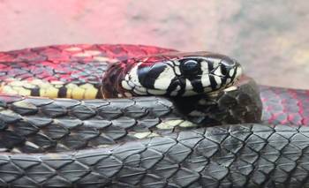 El centro que cuida serpientes rescatadas y está a cargo de un reconocido actor | Reptiles