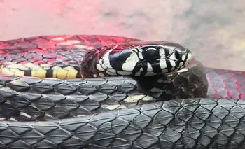 El centro que cuida serpientes rescatadas y está a cargo de un reconocido actor | Reptiles