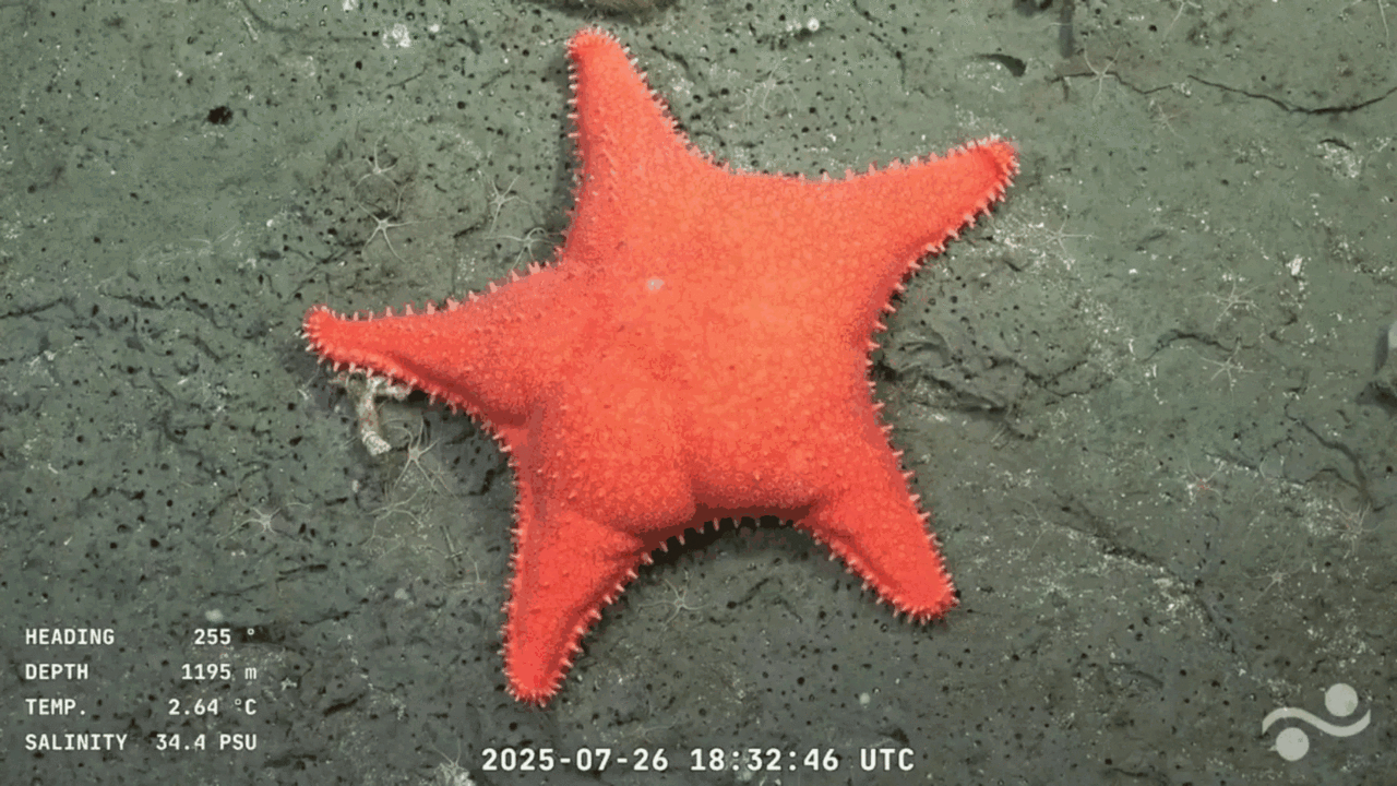 Ganó la ciencia: los científicos del Conicet descubrieron más de 40 especies desconocidas en el streaming