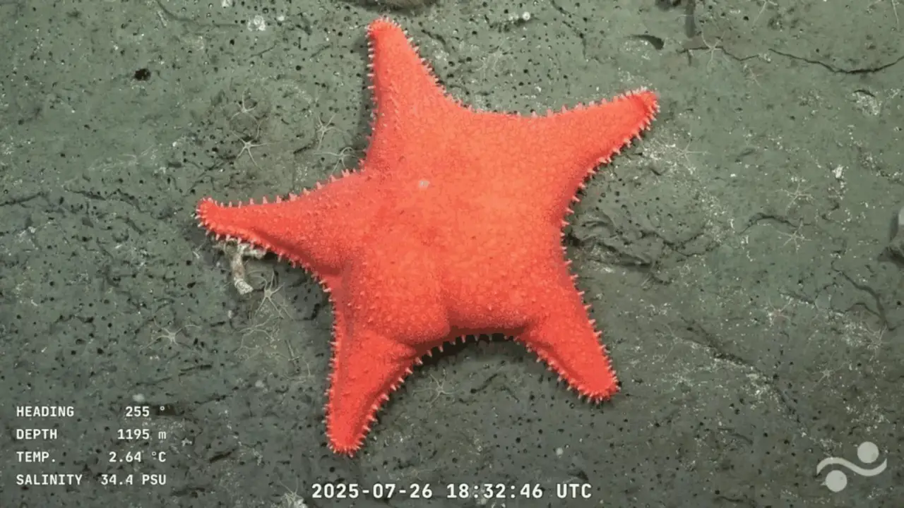 Ganó la ciencia: los científicos del Conicet descubrieron más de 40 especies desconocidas en el streaming