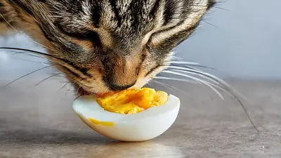 Gatos Gatos