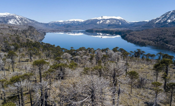 Registran episodios de mortalidad masiva de árboles en bosques patagónicos | Ciencia 