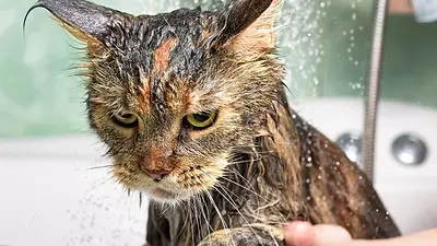 Por qué a los gatos no les gusta el agua. Explicación histórica de por qué a los gatos no les gusta el agua. Por qué a los gatos no les gusta el agua. Explicación histórica de por qué a los gatos no les gusta el agua.