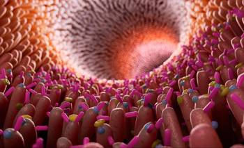 No está solo en la cabeza: dónde está el "segundo cerebro" del cuerpo humano | Salud