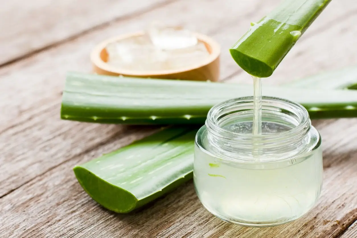 how big can aloe vera plants get Aloe Vera