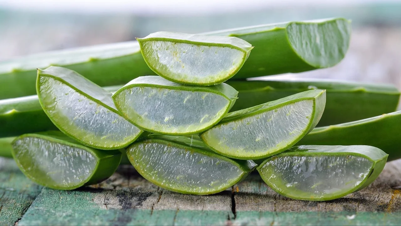Aloe vera