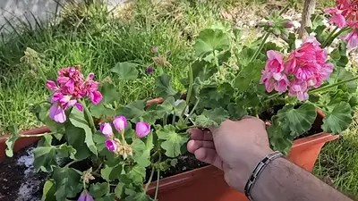Plantas. Plantas.