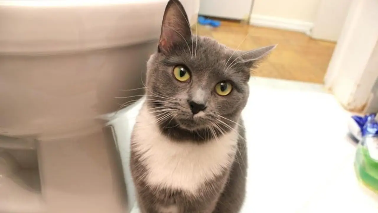 Gato en el baño.