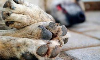 Denunciaron envenenamiento de perros en Bolívar | Animales