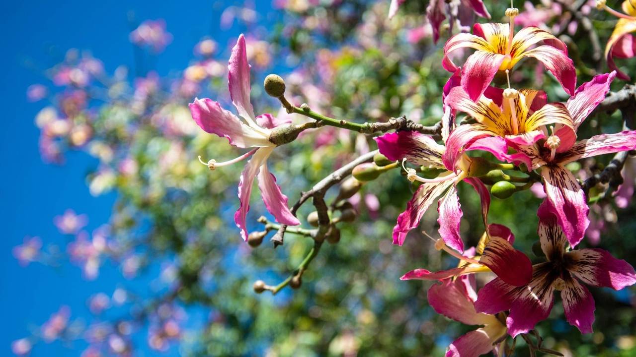 El árbol que soporta la sequía, da sombra y tiene las mejores flores para decorar la casa