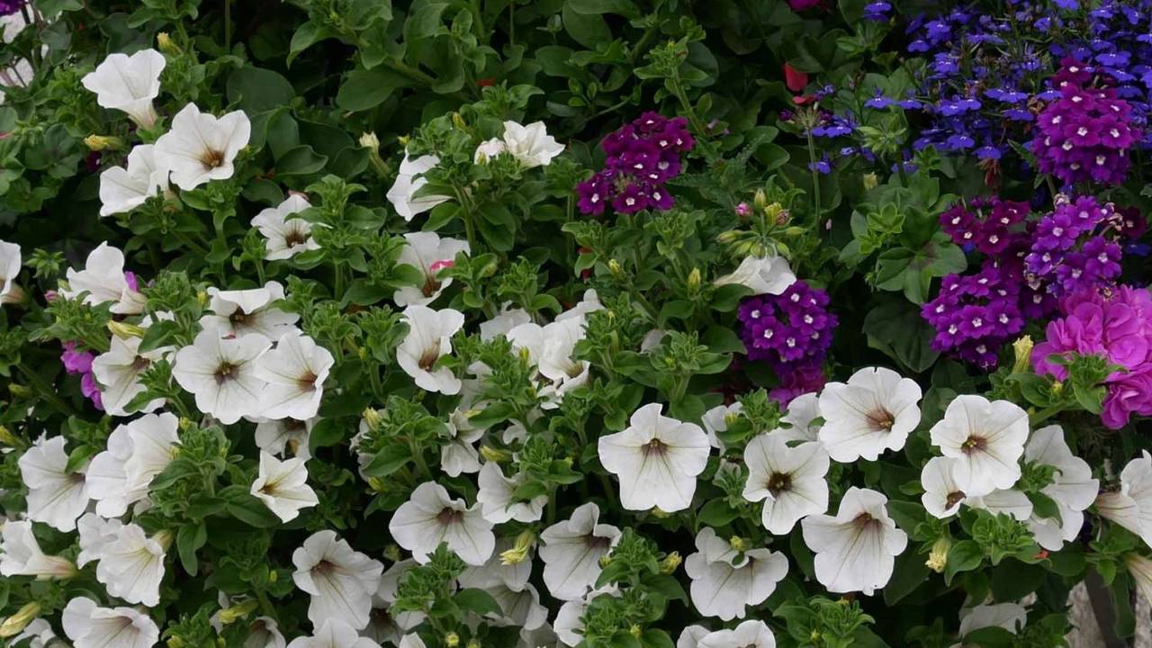 Flores primavera