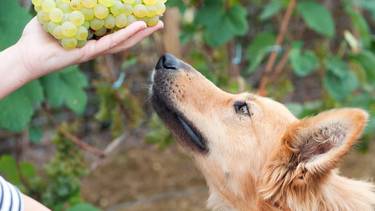 Por qué los perros no pueden comer uvas ni pasas: la grave advertencia de un veterinario estrella
